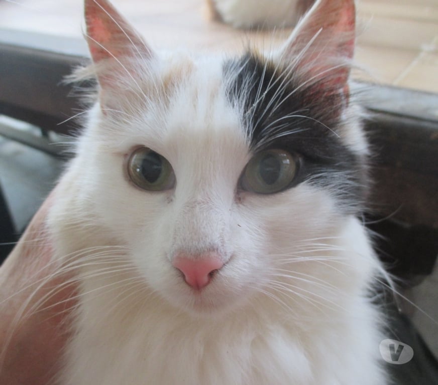 Vente Aube Troyes - 10000 - Photos Vivastreet Rares chatons turcs du lac de VAN