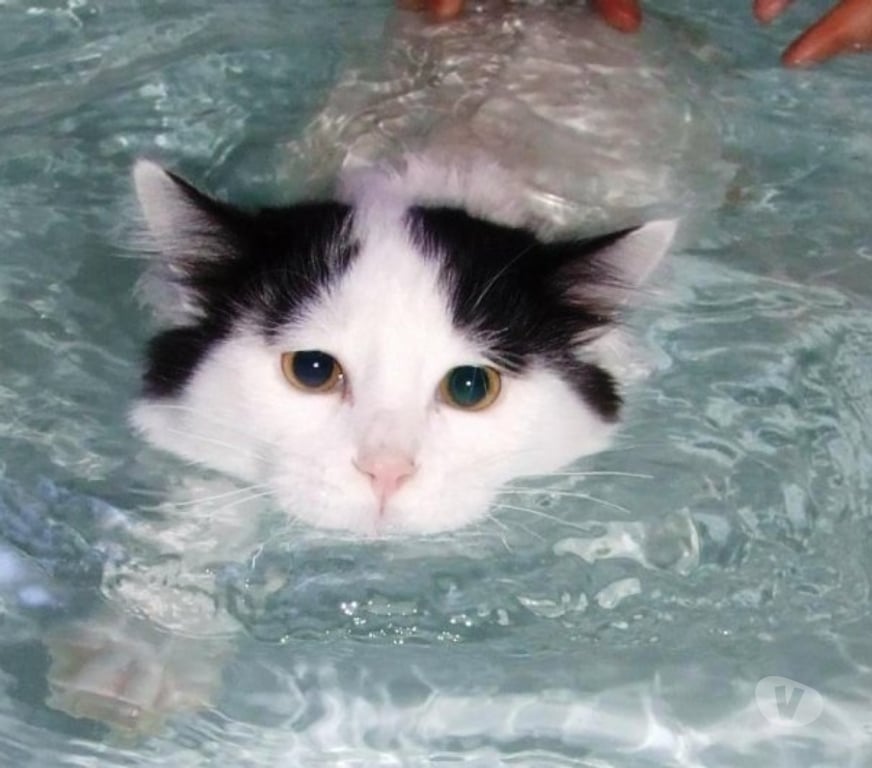 Vente Aube Troyes - 10000 - Photos Vivastreet Rares chatons turcs du lac de VAN