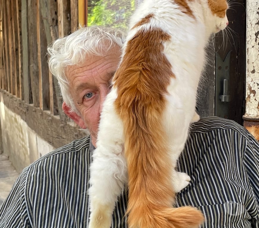 Vente Aube Troyes - 10000 - Photos Vivastreet Rares chatons turcs du lac de VAN