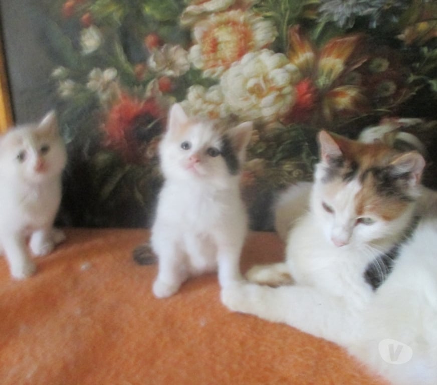 Vente Aube Troyes - 10000 - Photos Vivastreet Rares chatons turcs du lac de VAN