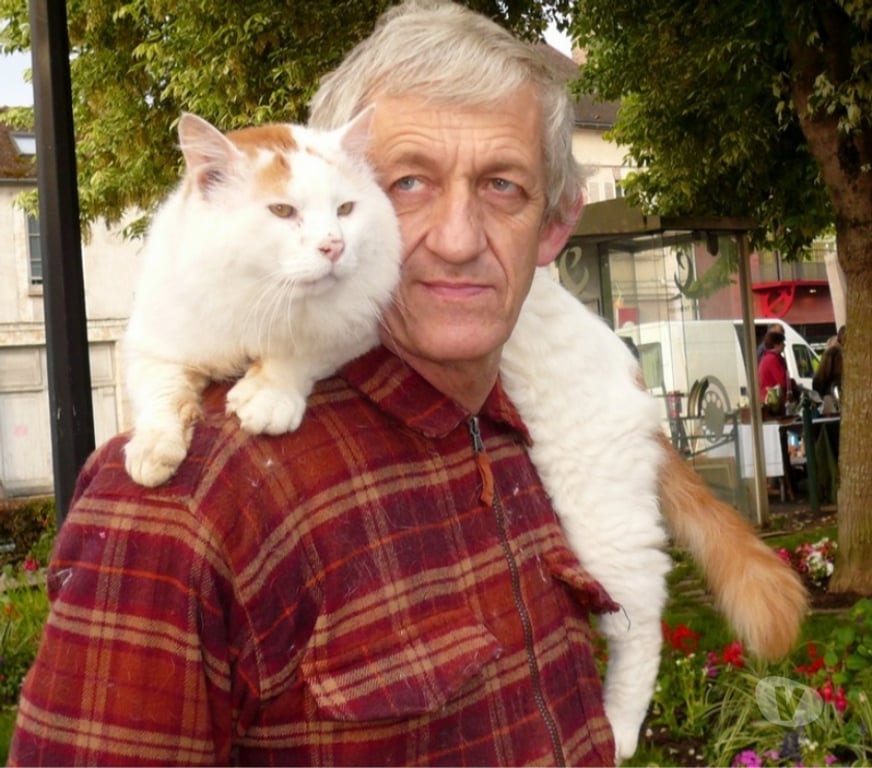 Vente Aube Troyes - 10000 - Photos Vivastreet Rares chatons turcs du lac de VAN