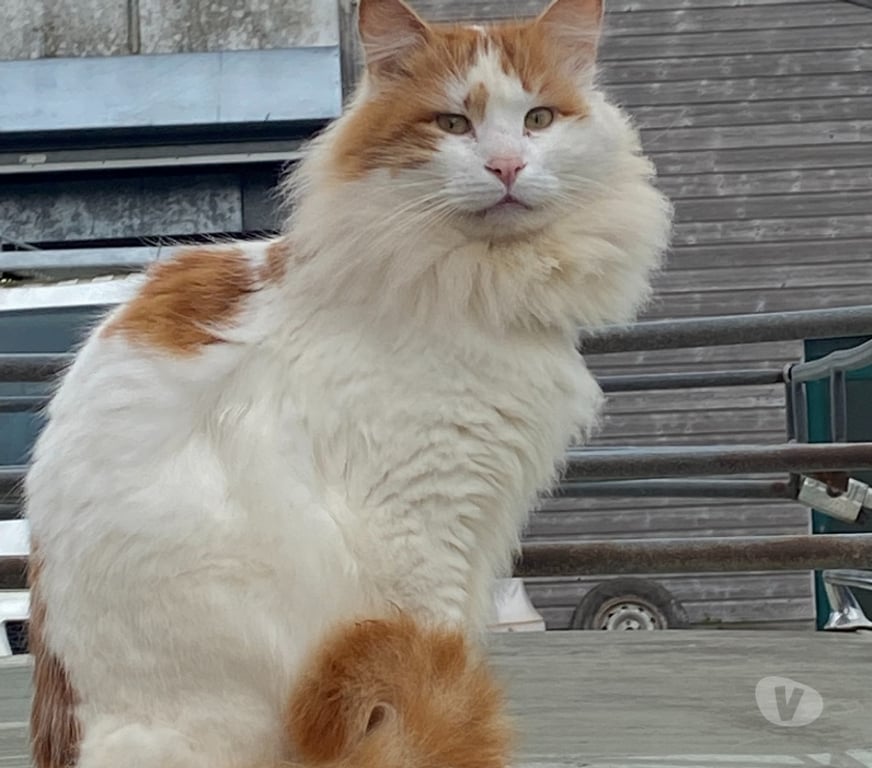 Vente Aube Troyes - 10000 - Photos Vivastreet Rares chatons turcs du lac de VAN