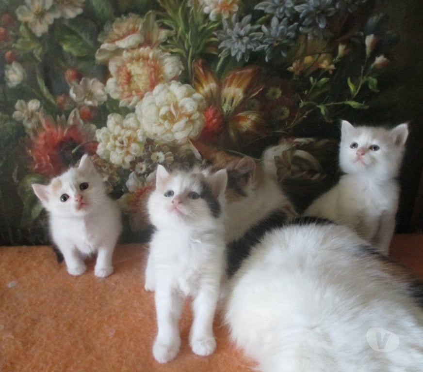 Vente Aube Troyes - 10000 - Photos Vivastreet Rares chatons turcs du lac de VAN