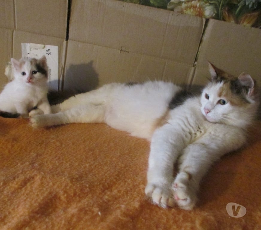 Vente Aube Troyes - 10000 - Photos Vivastreet Rares chatons turcs du lac de VAN