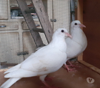 JEUNES PIGEONS BLANCS PUR