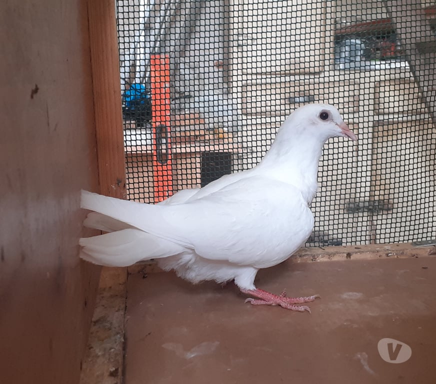 Vente Gironde Begles - 33130 - Photos Vivastreet JEUNES PIGEONS BLANCS PUR