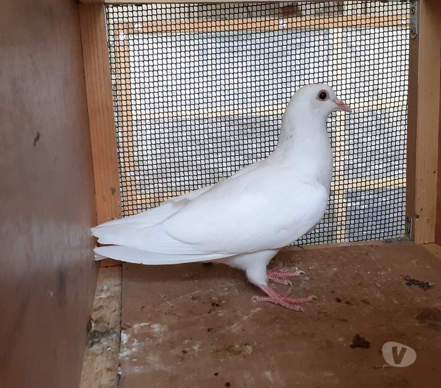 Vente Gironde Begles - 33130 - Photos Vivastreet JEUNES PIGEONS BLANCS PUR