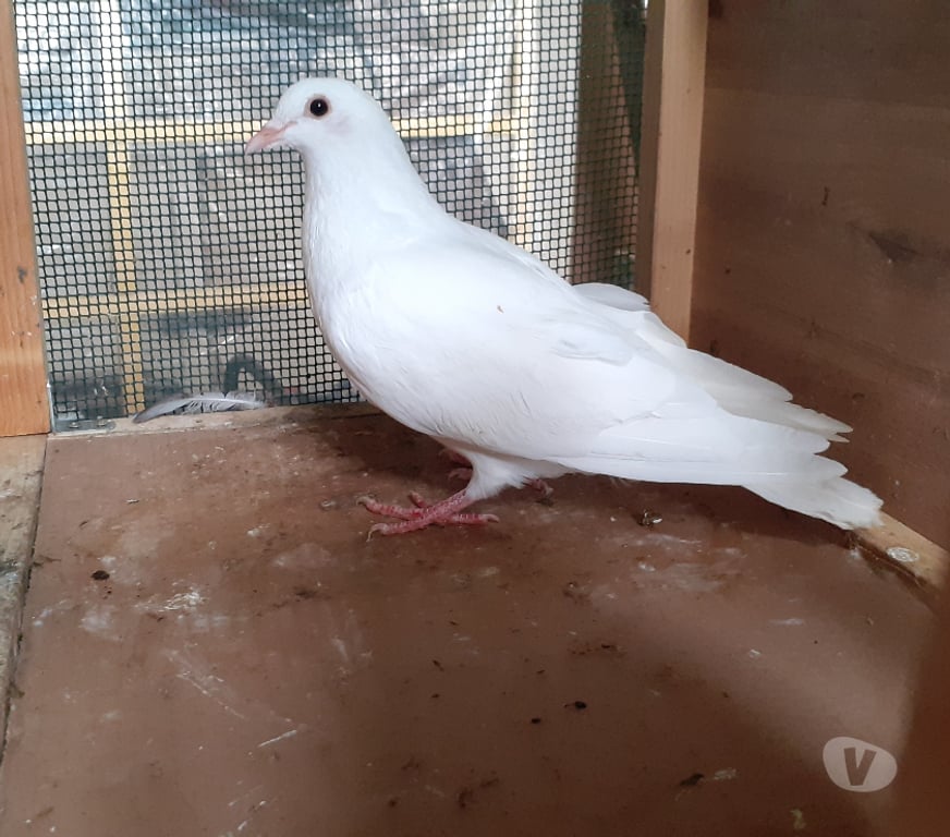 Vente Gironde Begles - 33130 - Photos Vivastreet JEUNES PIGEONS BLANCS PUR