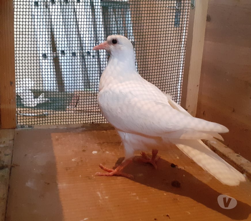 Vente Gironde Begles - 33130 - Photos Vivastreet JEUNES PIGEONS BLANCS PUR