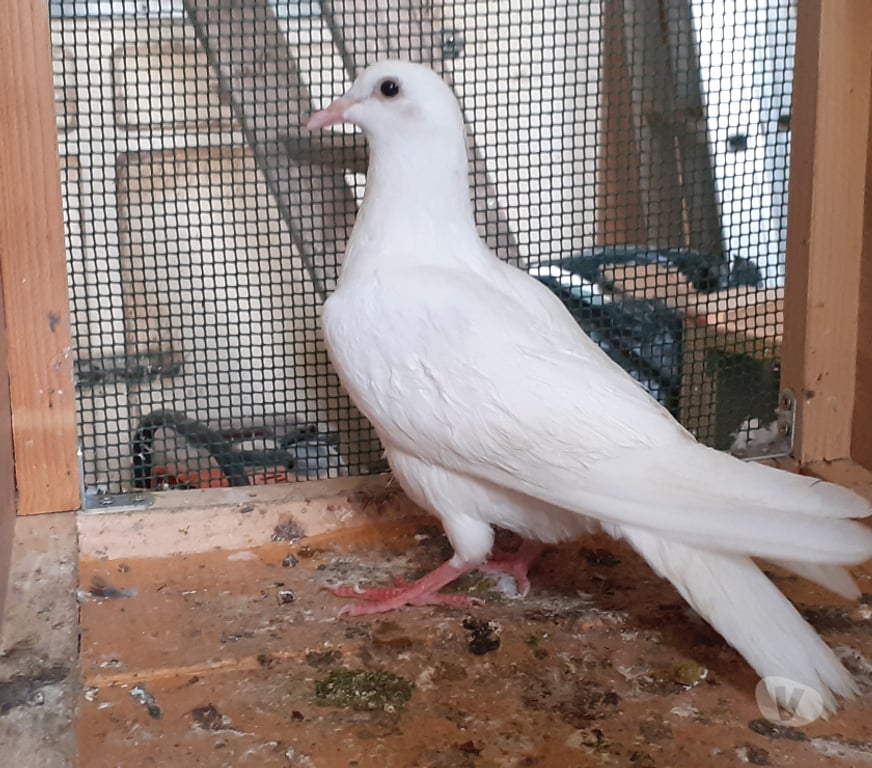 Vente Gironde Begles - 33130 - Photos Vivastreet JEUNES PIGEONS BLANCS PUR