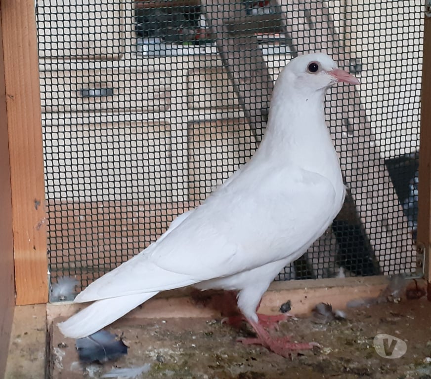 Vente Gironde Begles - 33130 - Photos Vivastreet JEUNES PIGEONS BLANCS PUR