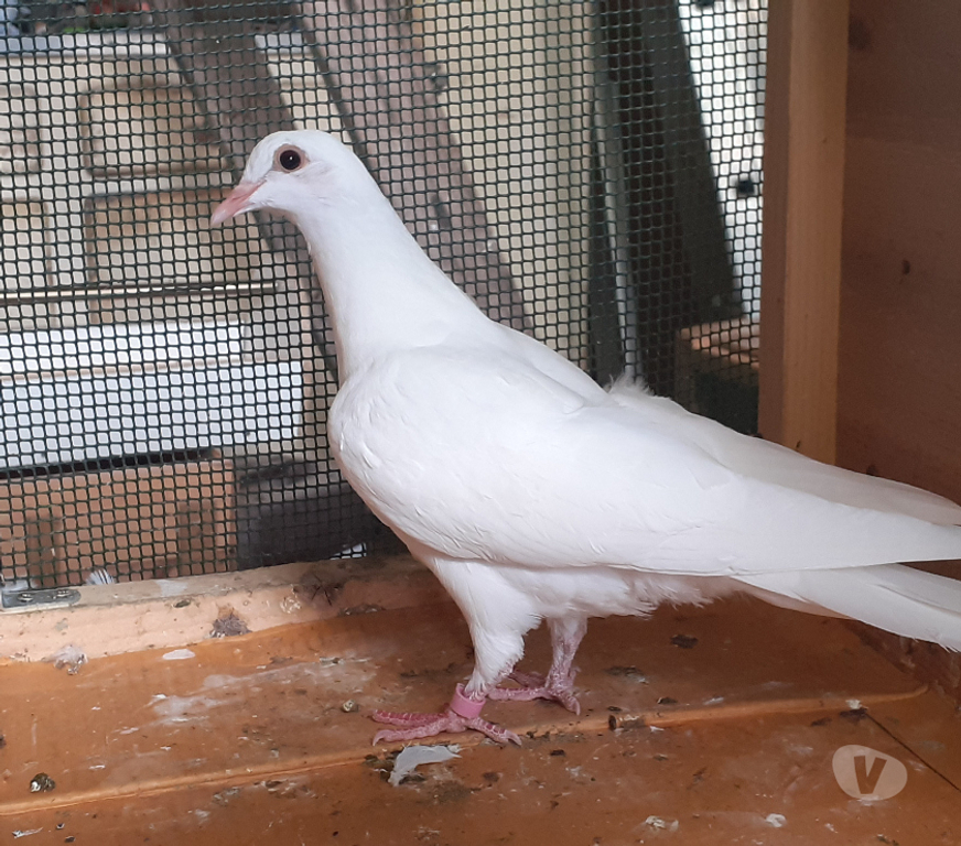 Vente Gironde Begles - 33130 - Photos Vivastreet JEUNES PIGEONS BLANCS PUR