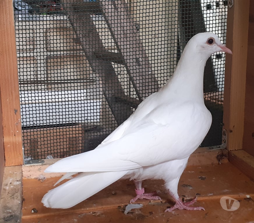 Vente Gironde Begles - 33130 - Photos Vivastreet JEUNES PIGEONS BLANCS PUR