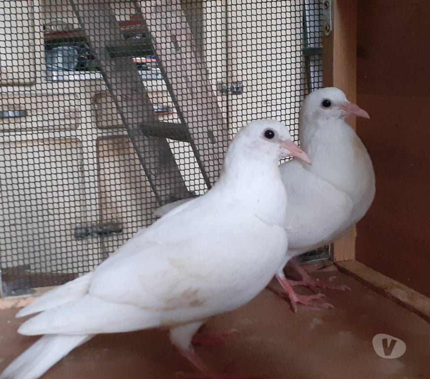 Vente Gironde Begles - 33130 - Photos Vivastreet JEUNES PIGEONS BLANCS PUR