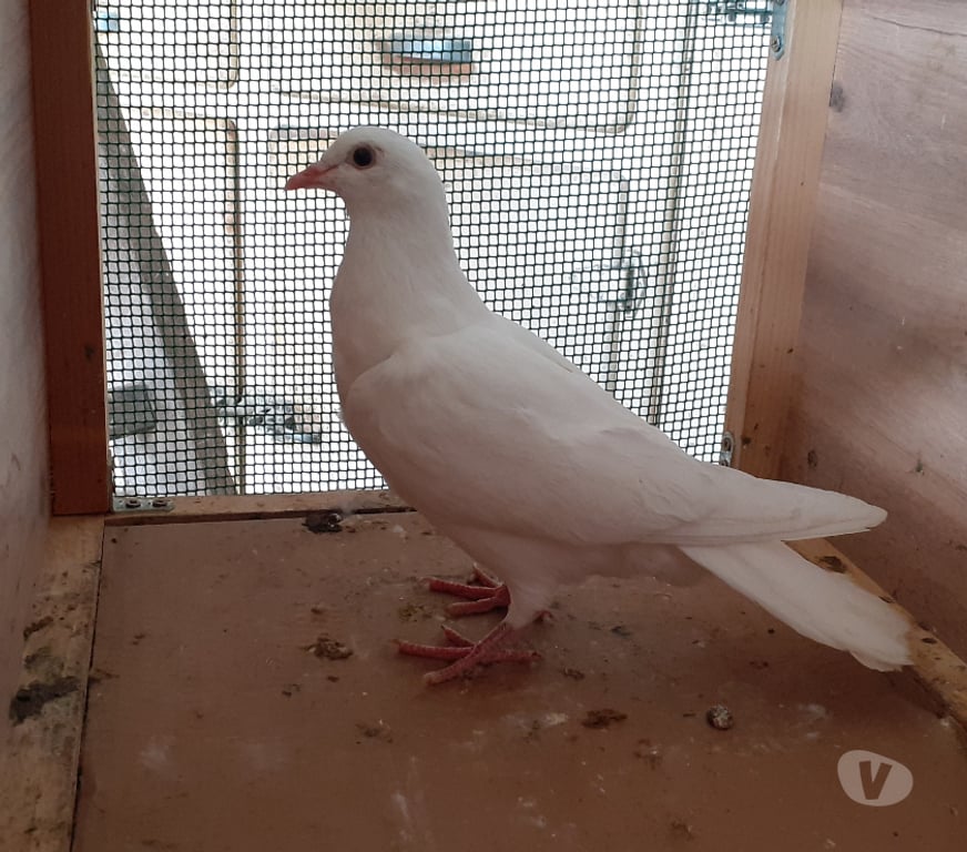 Vente Gironde Begles - 33130 - Photos Vivastreet JEUNES PIGEONS BLANCS PUR