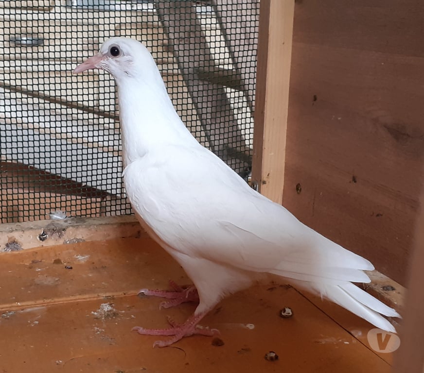 Vente Gironde Begles - 33130 - Photos Vivastreet JEUNES PIGEONS BLANCS PUR