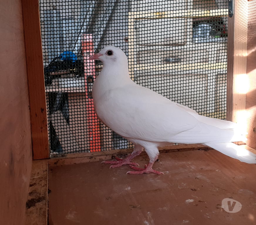 Vente Gironde Begles - 33130 - Photos Vivastreet JEUNES PIGEONS BLANCS PUR