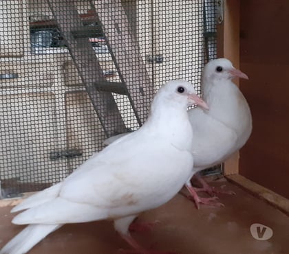Vente animaux Begles Gironde - Photos Vivastreet JEUNES PIGEONS BLANCS PUR