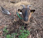 Ariane, Rafale et Mirage, chèvres naines à adopter