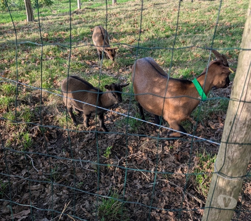 Vente Loire-Atlantique Vigneux de Bretagne - Photos Vivastreet Ariane, Rafale et Mirage, chèvres naines à adopter