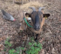 Photos Vivastreet Ariane, Rafale et Mirage, chèvres naines à adopter
