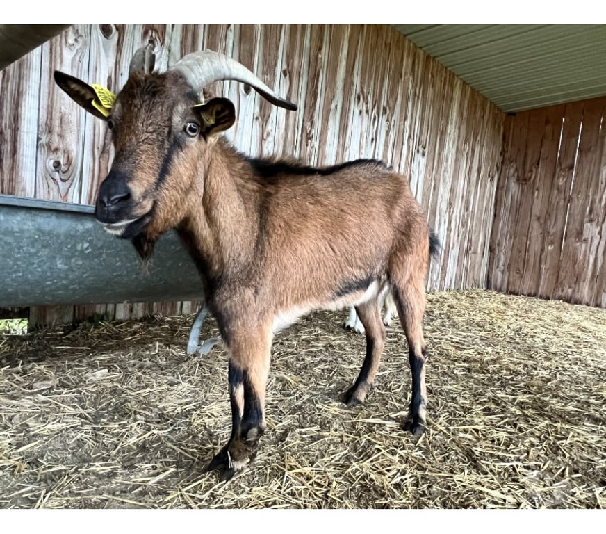 Vente Cher Levet - 18340 - Photos Vivastreet Cooper, bouc alpin à adopter