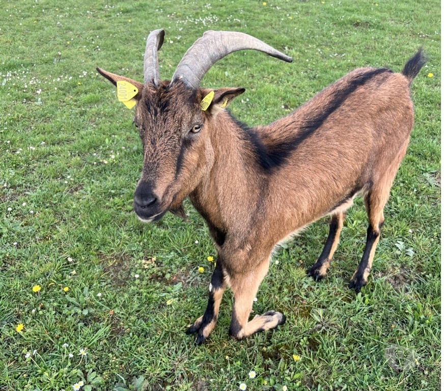 Vente Cher Levet - 18340 - Photos Vivastreet Cooper, bouc alpin à adopter