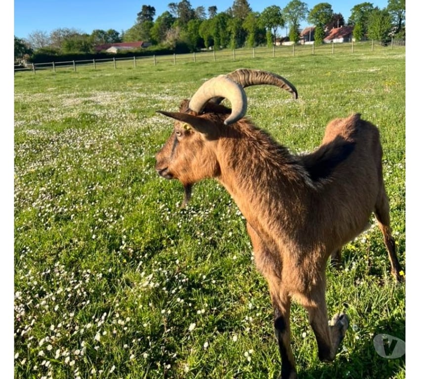 Vente Cher Levet - 18340 - Photos Vivastreet Cooper, bouc alpin à adopter