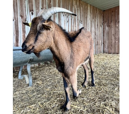 Vente animaux Levet Cher - Photos Vivastreet Cooper, bouc alpin à adopter