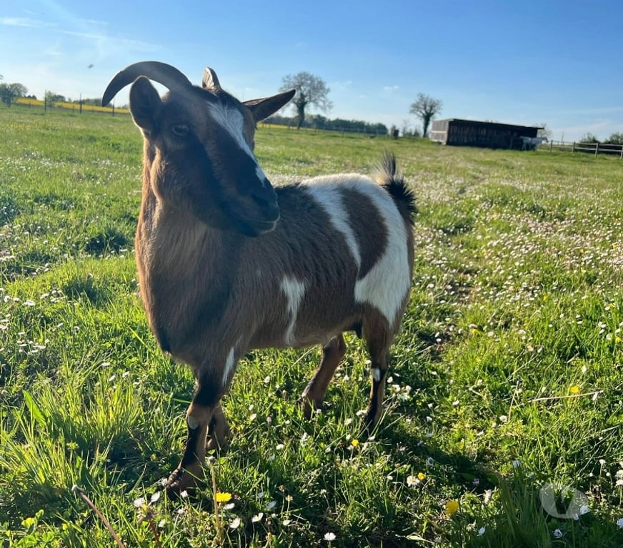 Vente Cher Levet - 18340 - Photos Vivastreet Penny, chèvre naine à adopter