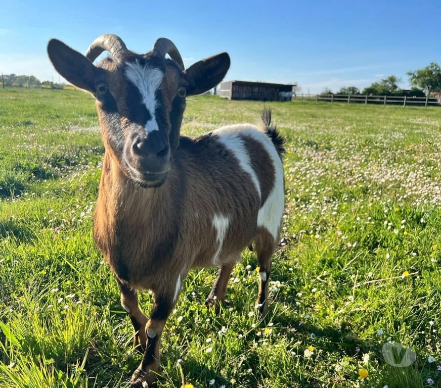 Vente Cher Levet - 18340 - Photos Vivastreet Penny, chèvre naine à adopter