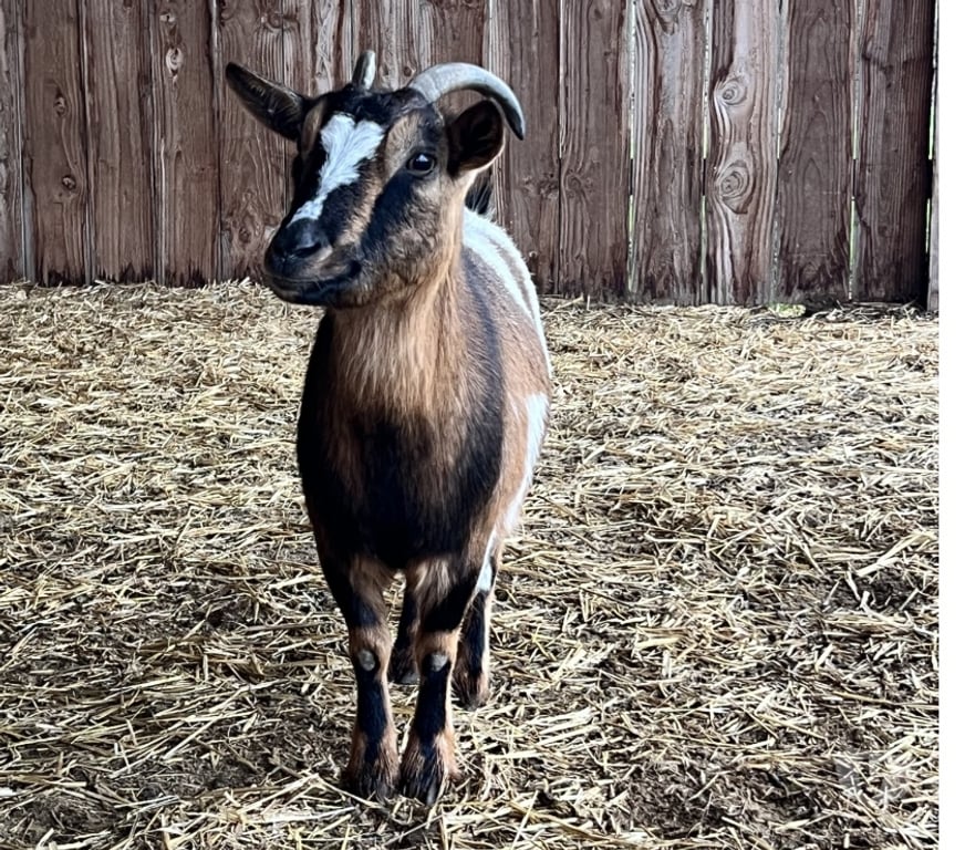Vente Cher Levet - 18340 - Photos Vivastreet Penny, chèvre naine à adopter
