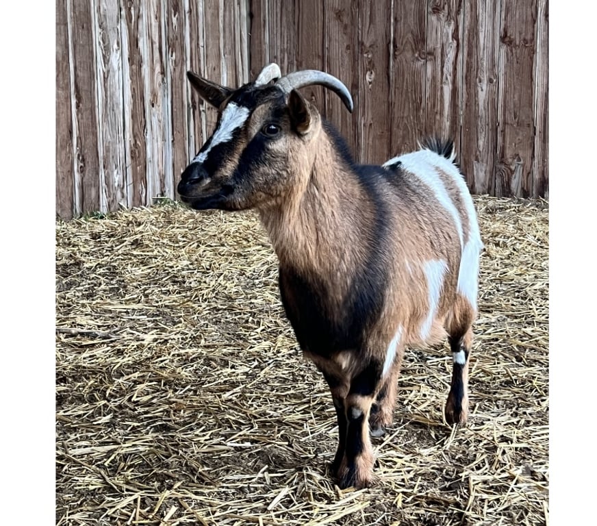 Vente Cher Levet - 18340 - Photos Vivastreet Penny, chèvre naine à adopter