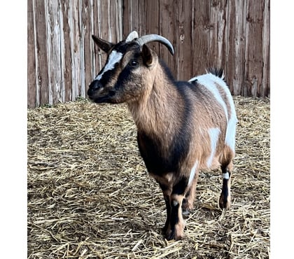 Vente animaux Levet Cher - Photos Vivastreet Penny, chèvre naine à adopter