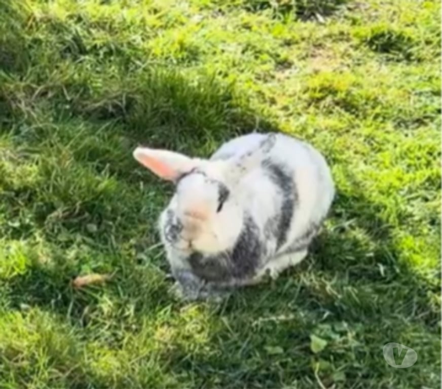 Vente Maine-et-Loire Champtoceaux - 49270 - Photos Vivastreet Ruben, lapin nain à adopter