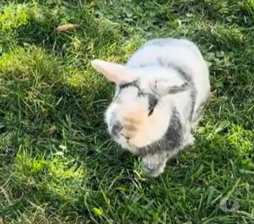 Vente Maine-et-Loire Champtoceaux - 49270 - Photos Vivastreet Ruben, lapin nain à adopter