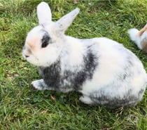 Photos Vivastreet Ruben, lapin nain à adopter