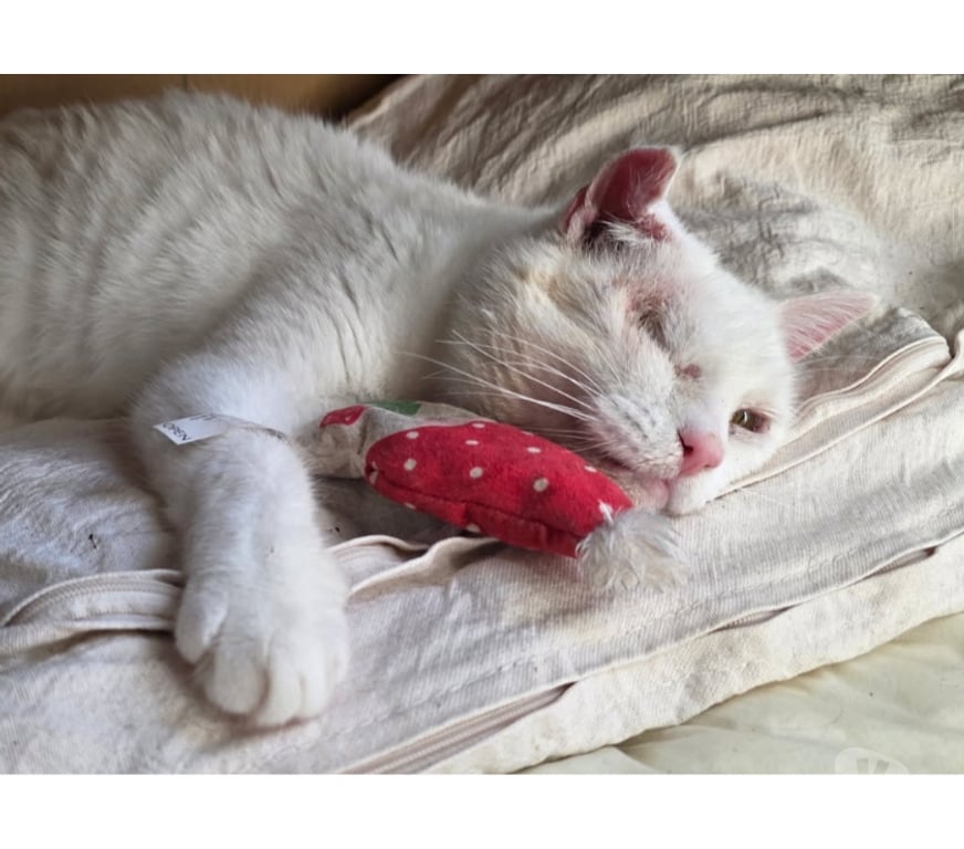 Vente Loire-Atlantique Nantes - Photos Vivastreet Akasha, chatte blanche à adopter