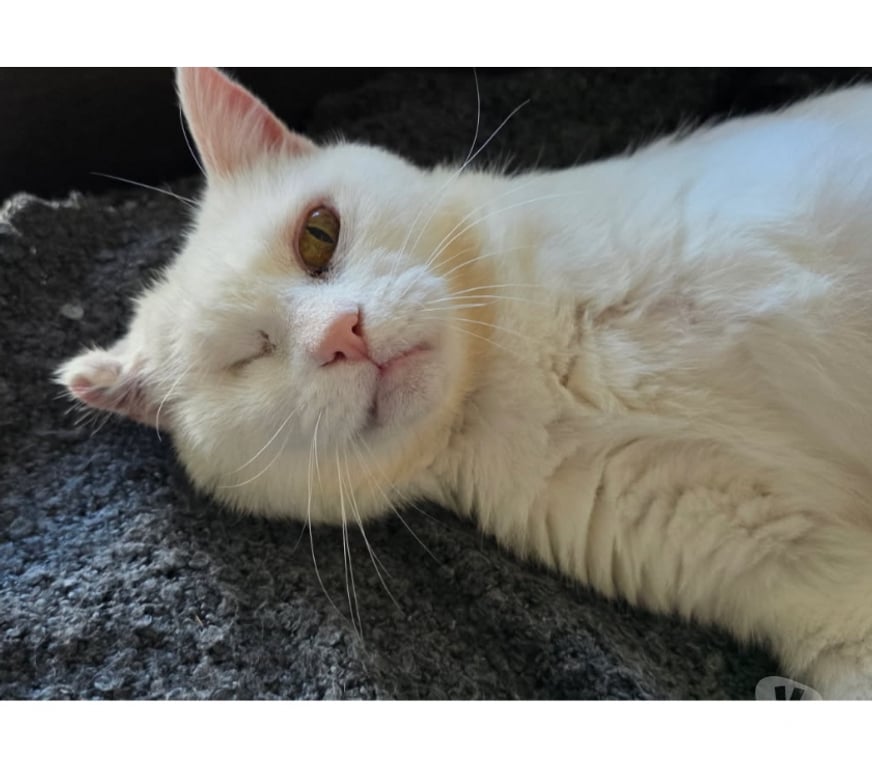 Vente Loire-Atlantique Nantes - Photos Vivastreet Akasha, chatte blanche à adopter