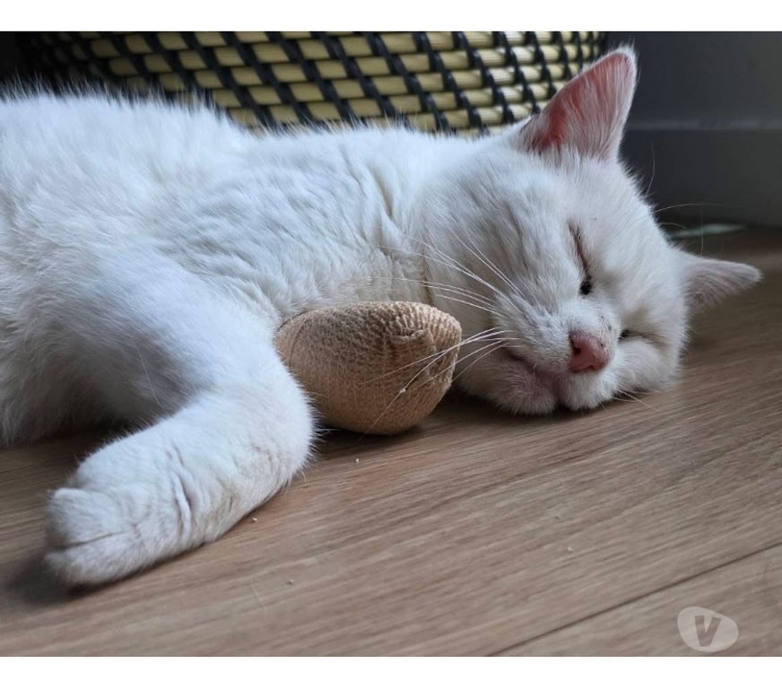 Vente Loire-Atlantique Nantes - Photos Vivastreet Akasha, chatte blanche à adopter