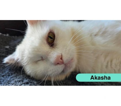 Vente animaux Nantes Nantes - Photos Vivastreet Akasha, chatte blanche à adopter