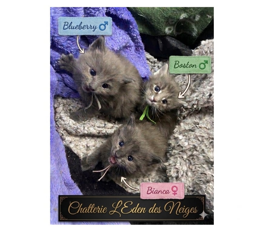 Vente Haut-Rhin Stosswihr - 68140 - Photos Vivastreet Chaton maine coon lignée russe prestigieuse