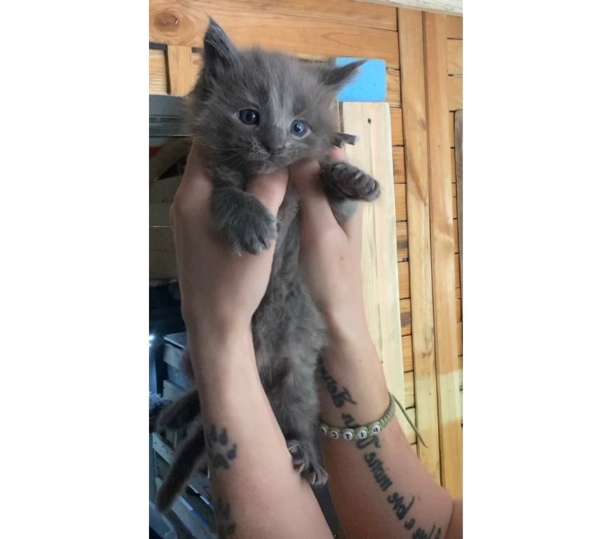 Vente Haut-Rhin Stosswihr - 68140 - Photos Vivastreet Chaton maine coon lignée russe prestigieuse