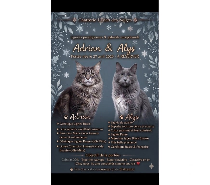 Vente Haut-Rhin Stosswihr - 68140 - Photos Vivastreet Chaton maine coon lignée russe prestigieuse