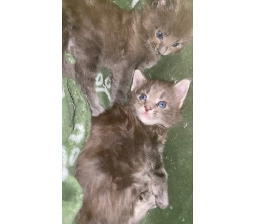 Vente Haut-Rhin Stosswihr - 68140 - Photos Vivastreet Chaton maine coon lignée russe prestigieuse