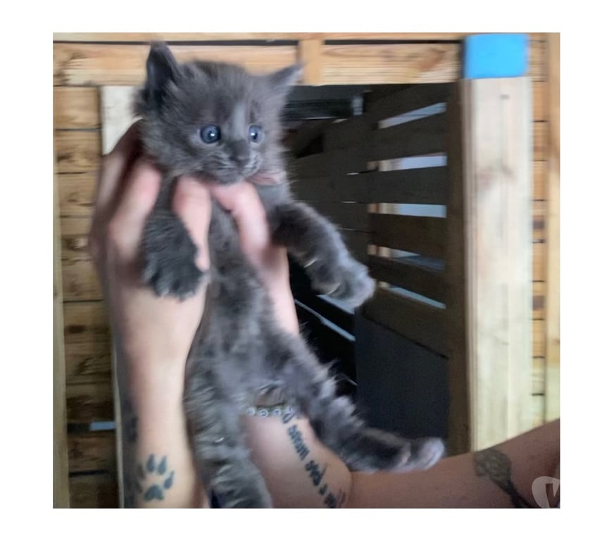 Vente Haut-Rhin Stosswihr - 68140 - Photos Vivastreet Chaton maine coon lignée russe prestigieuse