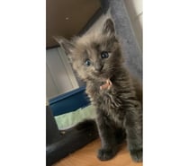 Photos Vivastreet Chaton maine coon lignée russe prestigieuse