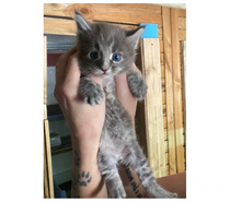 Photos Vivastreet Chaton maine coon lignée russe prestigieuse