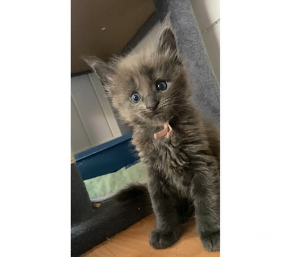 Vente animaux Stosswihr Haut-Rhin - Photos Vivastreet Chaton maine coon lignée russe prestigieuse