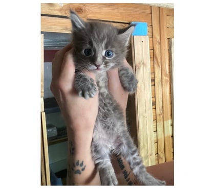 Vente animaux Stosswihr Haut-Rhin - Photos Vivastreet Chaton maine coon lignée russe prestigieuse